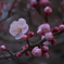 鏡神社の梅の花（５）