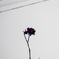 冬の花