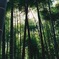偕楽園の竹林（フィルム版）