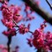 ハチが飛ぶ