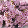 河津桜が満開