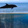 新江ノ島水族館