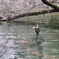 鴨かも