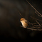 百舌鳥
