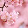 Spring has come!