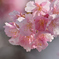 河津桜