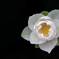 ”一花繚乱”