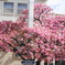 河津桜