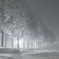white night