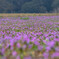 花の絨毯