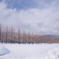 雪景2025・マキノメタセコイア並木１