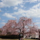 桜の下で