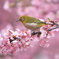 河津桜満開