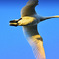 Swans in Shinjiko 2025 - 18