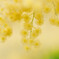 mimosa`s flowers