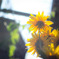 Morning sun