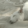 Zzzz....　ビーチにて