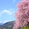 河津桜