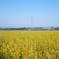 菜の花畑と緑のフェンス