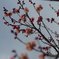 PENTACON50㎜ F1.8 MC