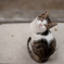 見返り美猫