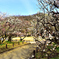 梅林公園