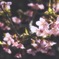 Kawazu cherry blossoms in hijirizaki.