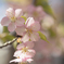 人気の桜