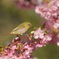 河津桜　2025