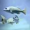 アクアリウムの生き物