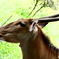 天王寺動物園
