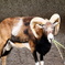天王寺動物園