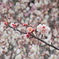 あの花の名前を僕達はまだ知らない Ⅱ