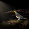 Suspicious Green Pigeon