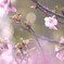 弥生の河津桜