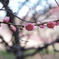 荒山公園の梅