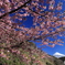 河津桜と富士