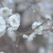 梅