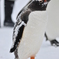 ペンギン