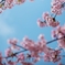 spring for tokyoites 2025
