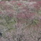 上から見た大阪城公園の梅林