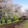 長良川鉄道　桜旅