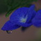 紫陽花に雨滴