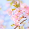 河津桜7