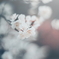静寂に咲く梅の花