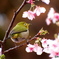 かわいいおしり