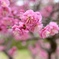 華やかな梅園
