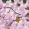 寒桜とメジロ