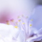 2019年の梅の花