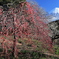 梅咲く里山
